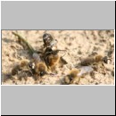 Colletes cunicularius - Weiden-Seidenbiene 01 13mm.jpg
